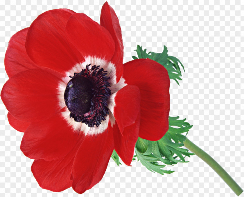0 Advertising Flower May PNG