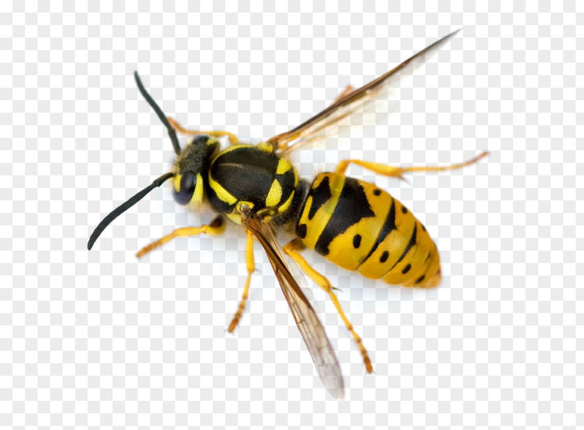 Bee Hornet Characteristics Of Common Wasps And Bees Insect Vespula PNG