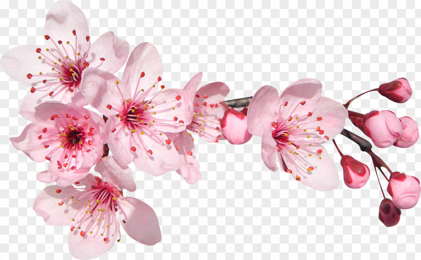 Cherry Blossom Perfume Cerasus Paper Advertising Garden Roses PNG