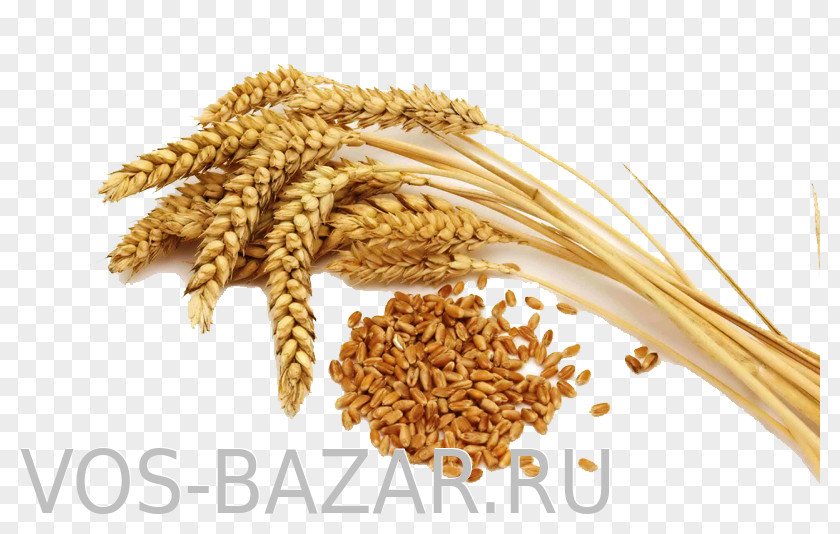 Flour Common Wheat Organic Food Cereal PNG