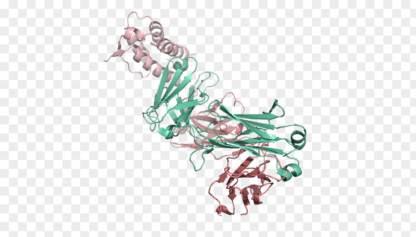 Homo Sapiens Vertebrate Cartoon Drawing PNG