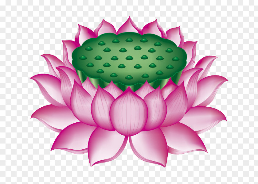 Lotus Throne Nelumbo Nucifera U611bu84eeu8aaa PNG