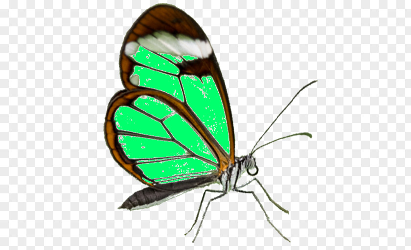 Samsung Galaxy S7 Edge Template Monarch Butterfly Pieridae Gossamer-winged Butterflies Moth PNG