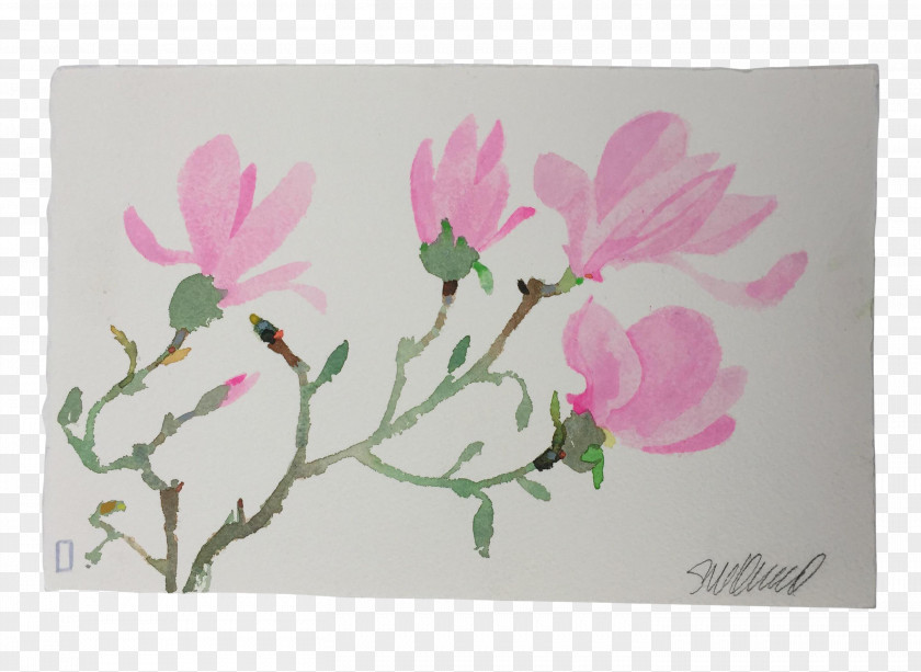 Watercolor Pink Magnolia Flower Floral Design Petal Cherry Blossom PNG