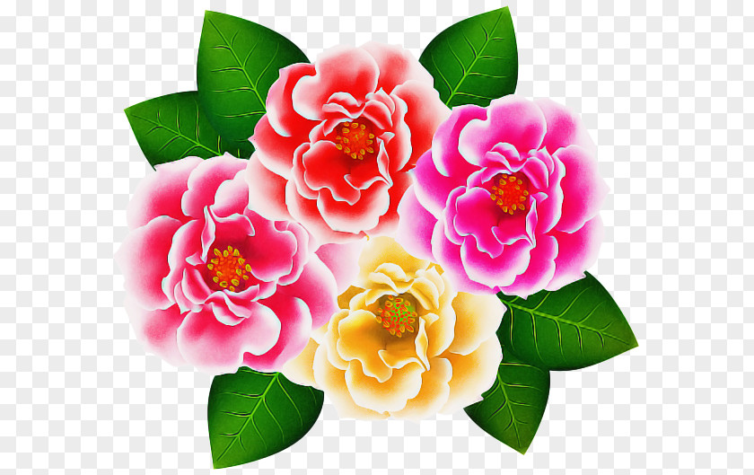 Camellia Sasanqua Chinese Peony Pink Flower Cartoon PNG
