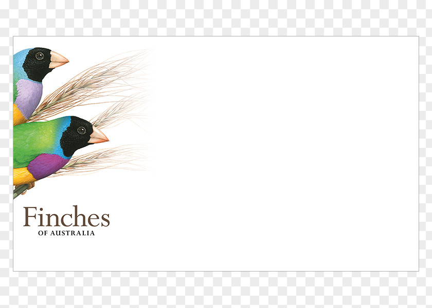 Feather Advertising Beak Stock Photography Graphics PNG