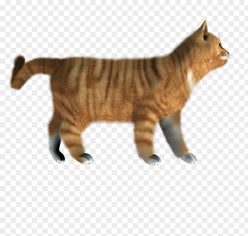Gatos Domestic Short-haired Cat PNG