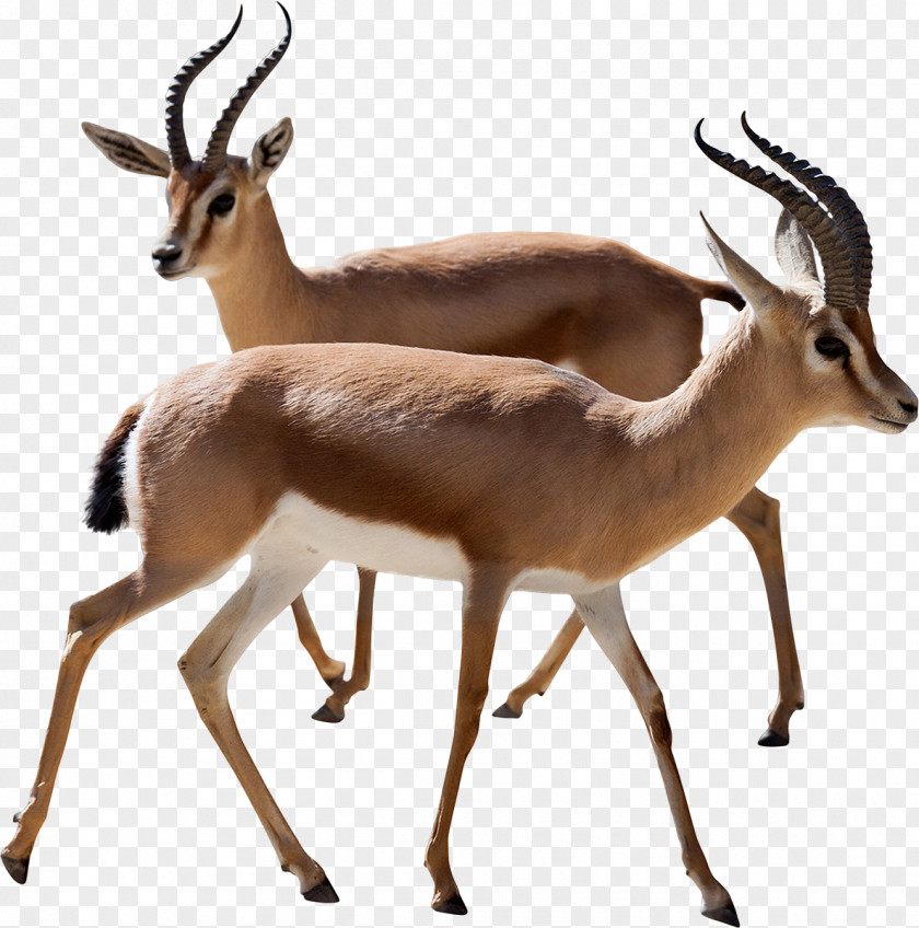 Gazelle Dorcas Antelope Thomson's Stock Photography PNG