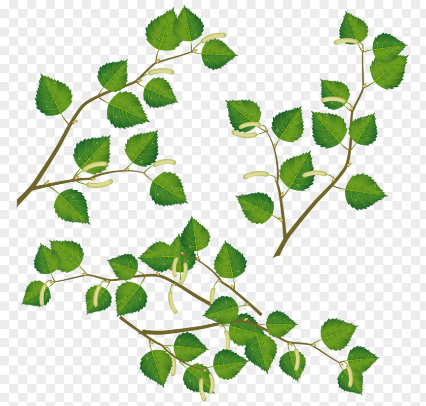 Green Leaves Drawing Birch Clip Art PNG