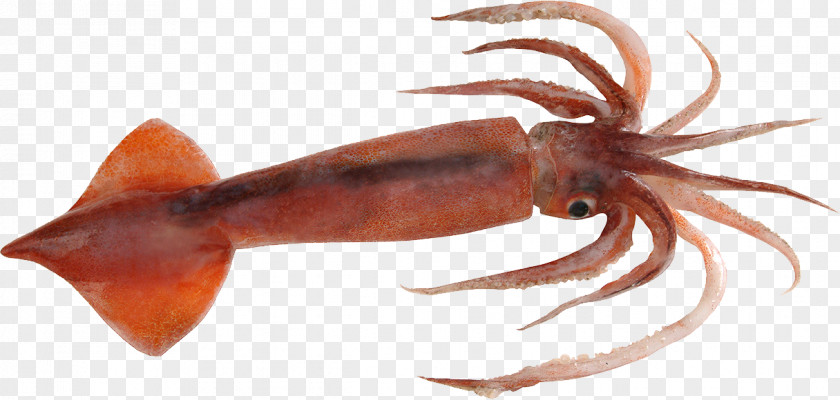 Squid As Food Nototodarus Sloanii Cephalopod Gladius PNG