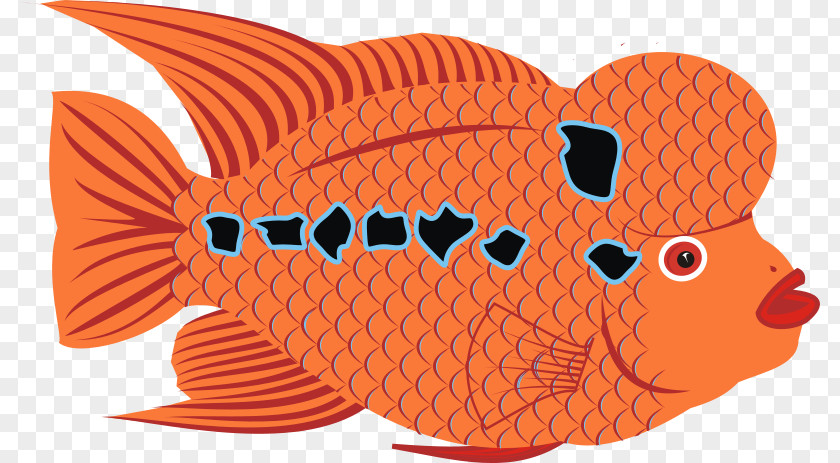 Swimming Goldfish Bony Fishes Flower Horn Clip Art PNG