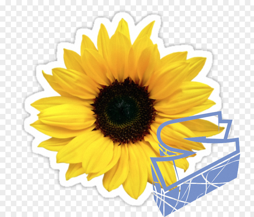 Yellow Sunflower Common Seed Wedding Invitation Sticker PNG