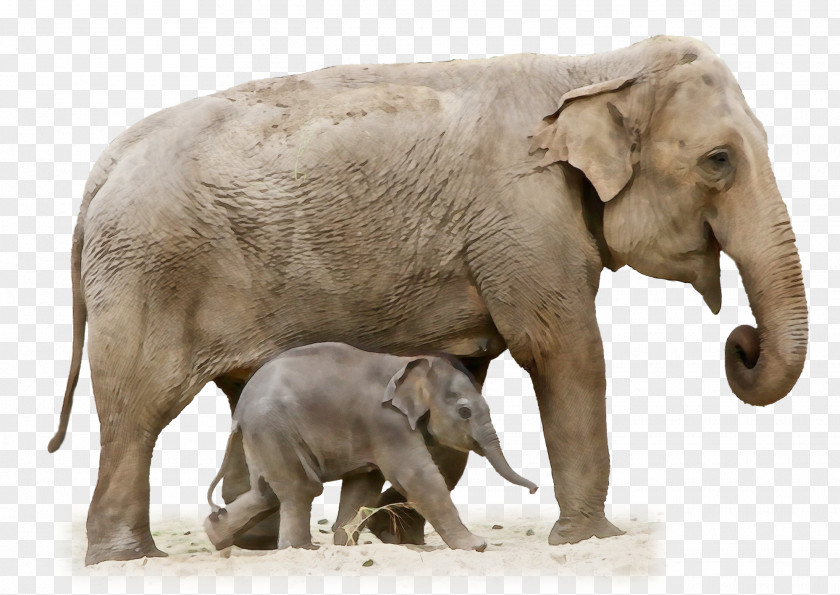 African Bush Elephant The Forest PNG