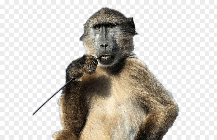 Baboon Chacma Image Monkey King Spider PNG