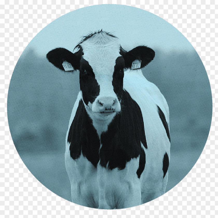 Cow Head Holstein Friesian Cattle Beef Milk Dairy Farming PNG