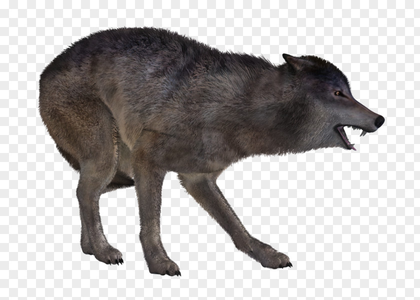 Dog Coyote Gray Wolf Snout PNG