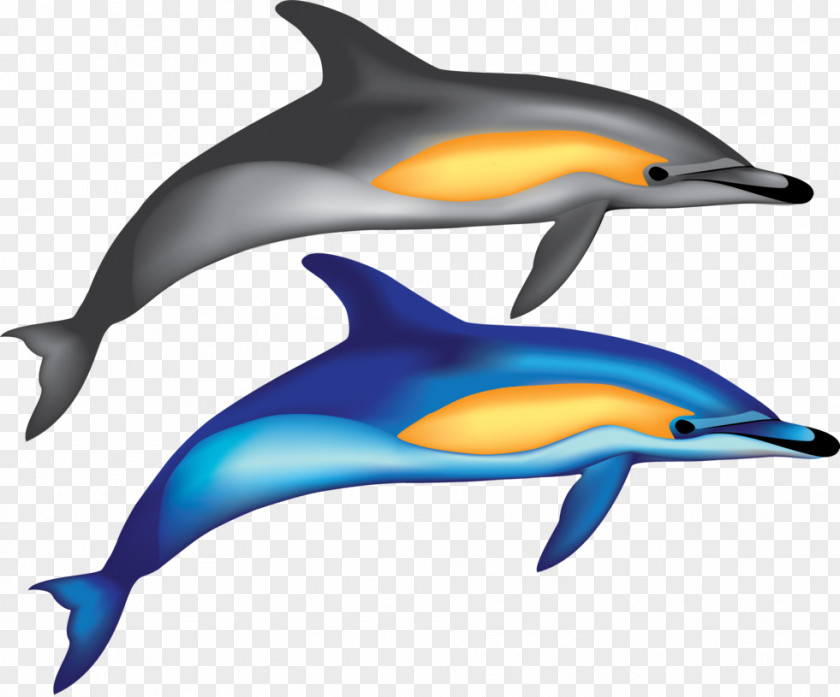 Hollywood Vector Common Bottlenose Dolphin Short-beaked Wholphin Tucuxi Rough-toothed PNG