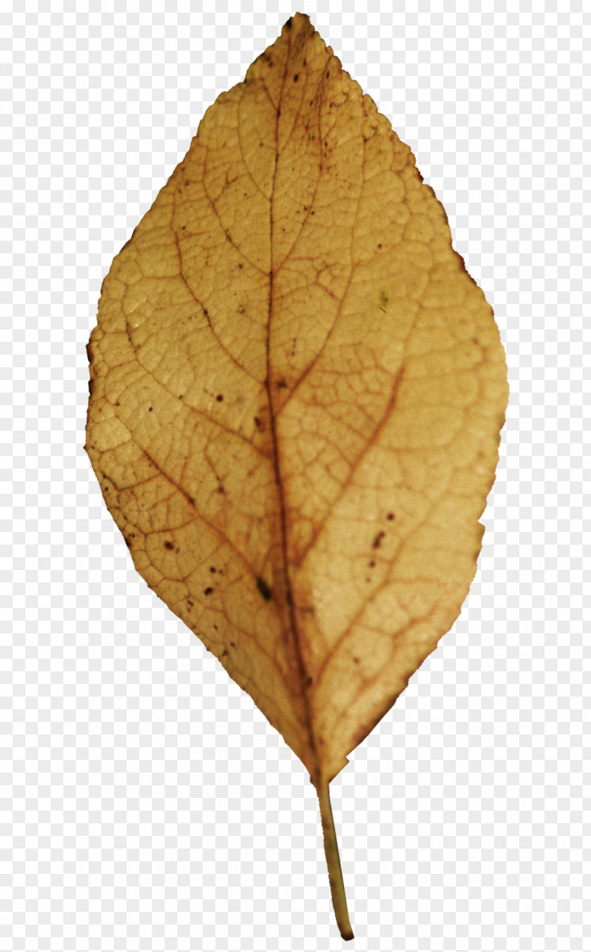 Leaf Tree Evergreen Spondias Purpurea PNG