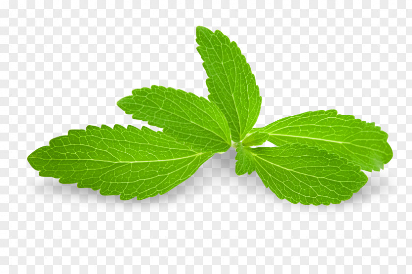 Mint Stevia Peppermint Sugar Substitute Ingredient PNG