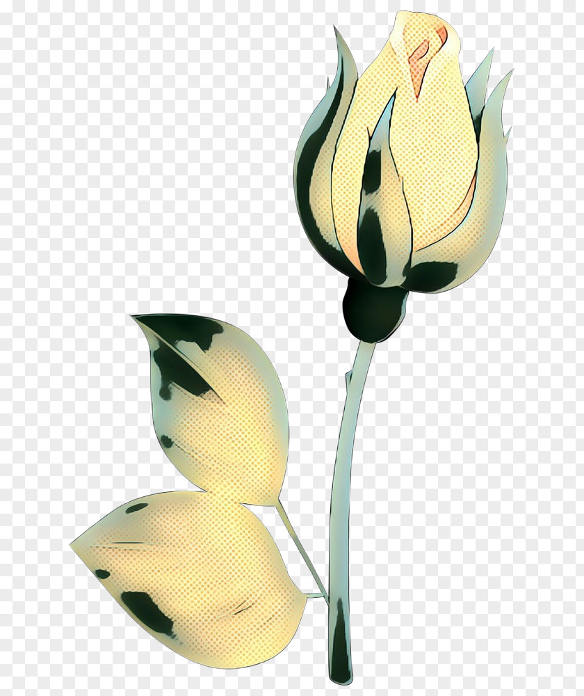 Petal Arum Family Flowers Background PNG