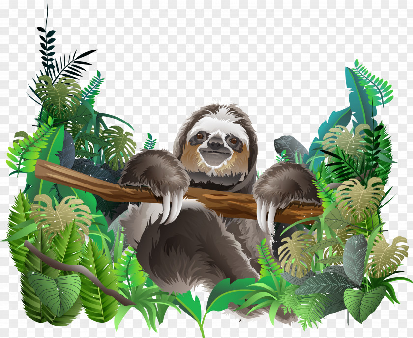 Rainforest Animal Vector Sloth Euclidean PNG