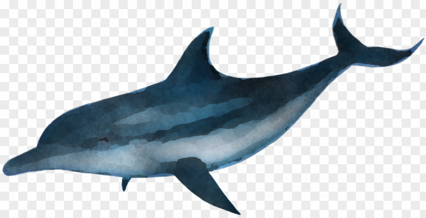 Shark PNG