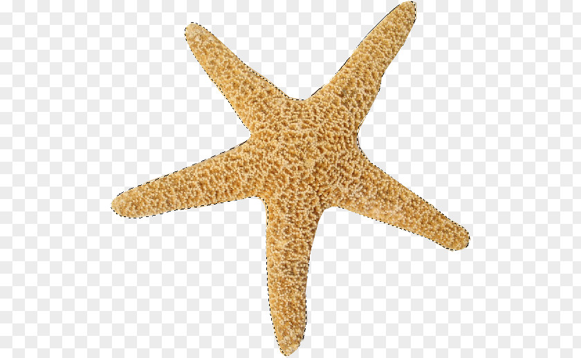 Starfish Marine Invertebrates Echinoderm Sea PNG