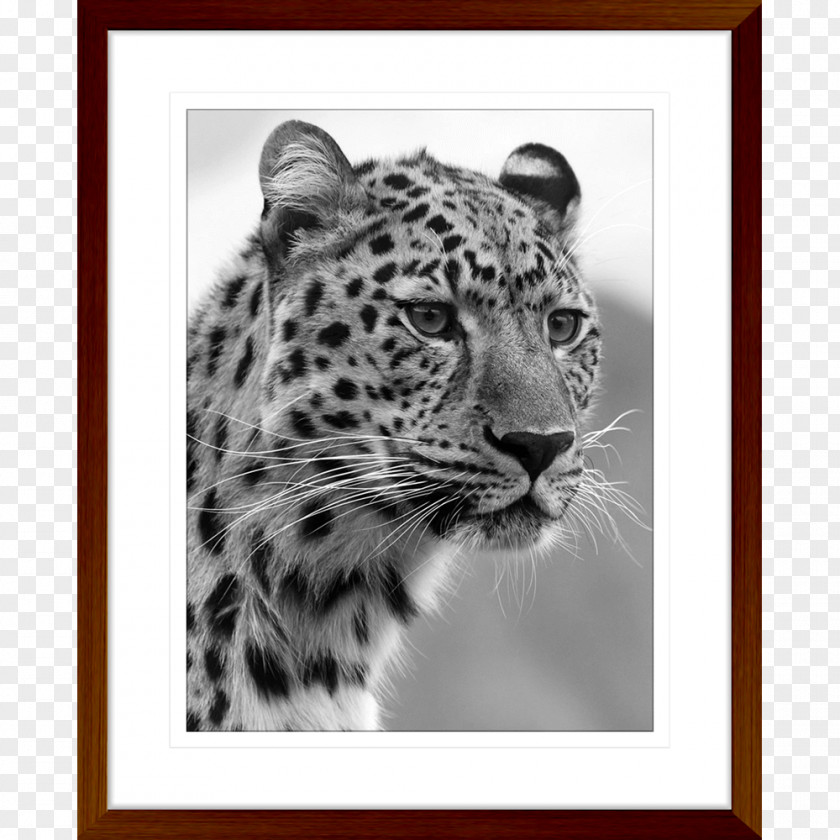 African Prints Felidae Black Panther Bengal Cat Wildcat Cheetah PNG