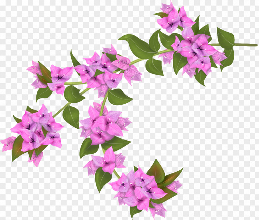 Bougainvillea Flower Glabra Plant PNG