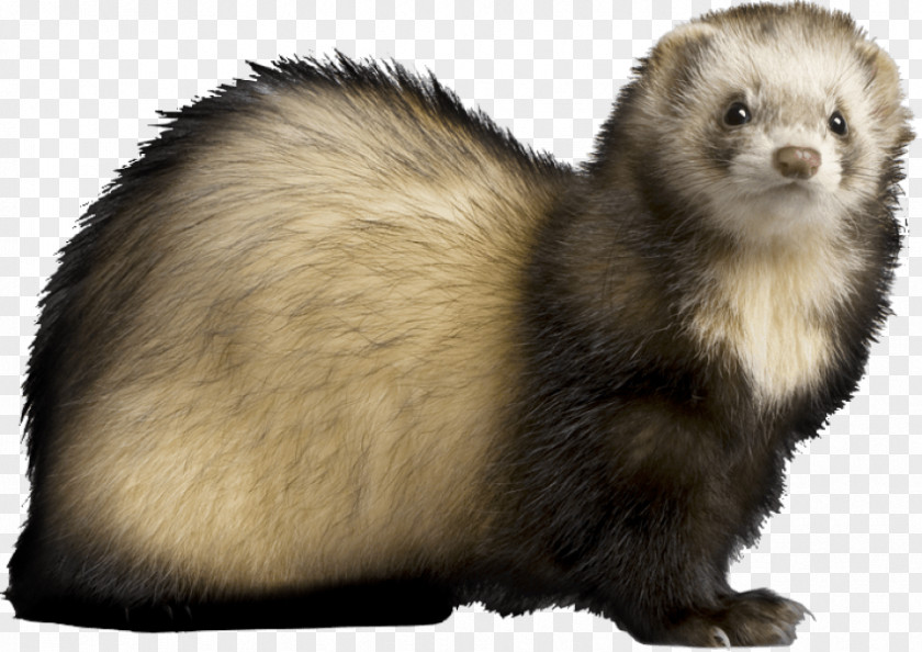 Ferret Black-footed Clip Art Pet PNG