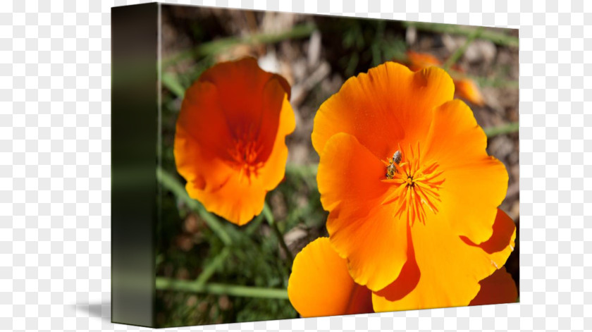 California Poppy Wildflower Annual Plant Violet PNG