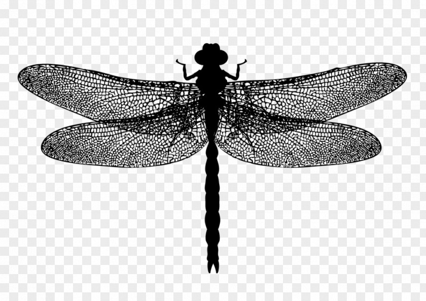 Dragonfly Photography Royalty-free PNG