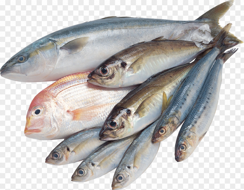 Fish Saltwater Clip Art PNG