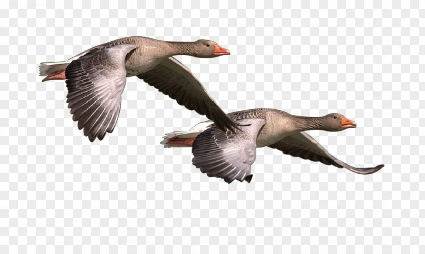 Goose Canada Bird PNG