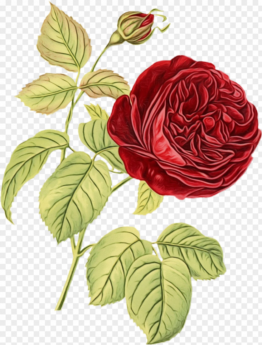 Petal Garden Roses PNG
