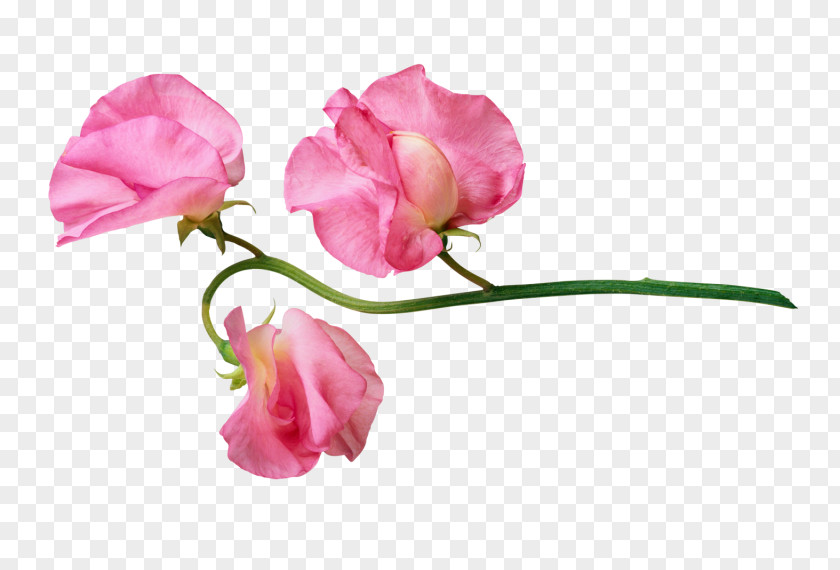 Pink Flower Psd Image Clip Art Petal PNG