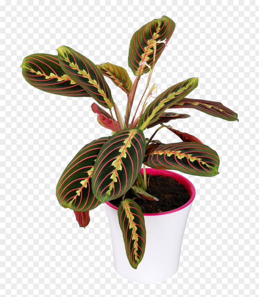 Plant Maranta Leuconeura Ornamental Leaf Calatheas PNG