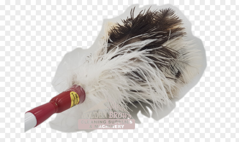 Feather Duster Common Ostrich Cleaning Mop PNG