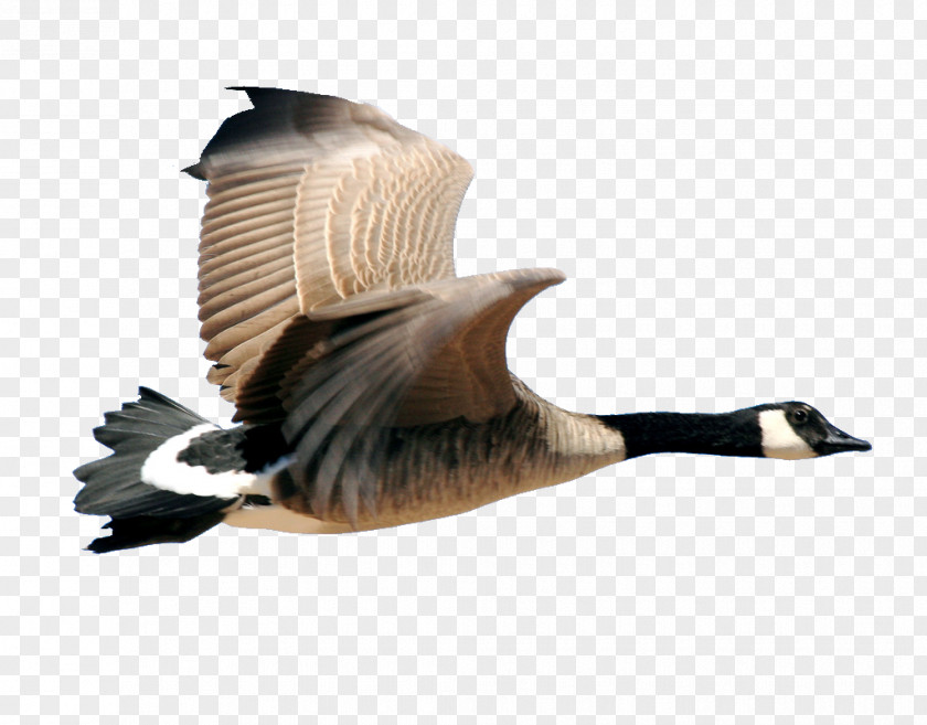 Goose Canada Bird Duck PNG