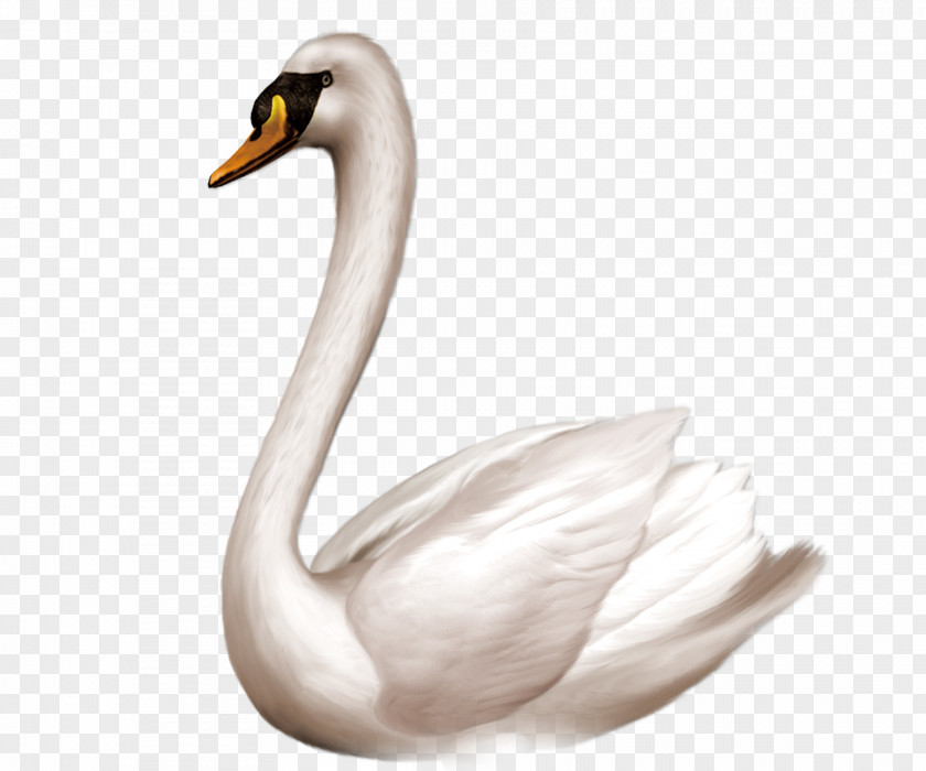 White Swan Goose Bird Domestic Clip Art PNG