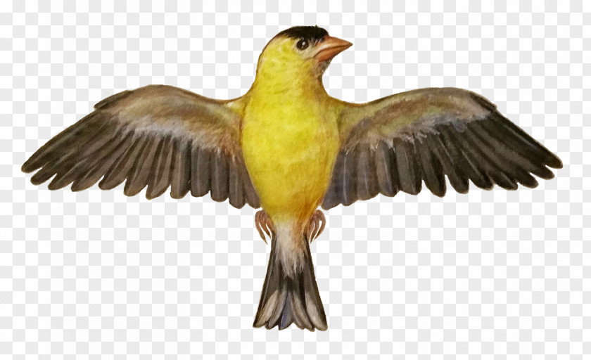 Bird Finch Beak Fauna Feather PNG