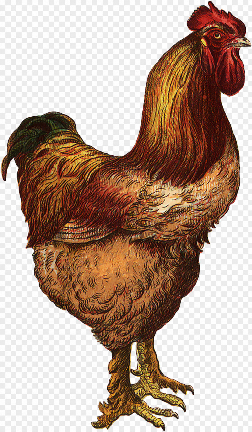 Chicken Rooster The And Pig Farm Etsy PNG