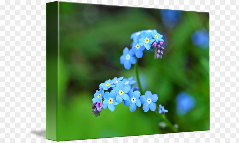 Forget Me Not Day Scorpion Grasses Stock Photography Flowers In Close Up PNG