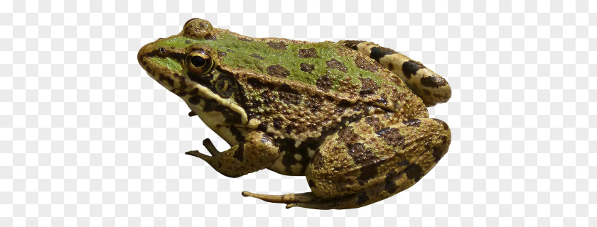Frog PNG clipart PNG