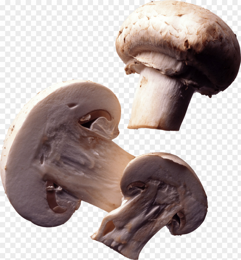 Mushroom Common Edible Nutrition PNG