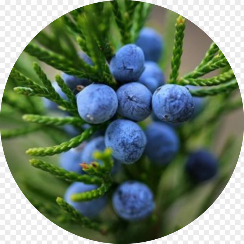 Oil Juniper Berry Essential Extraction Common PNG