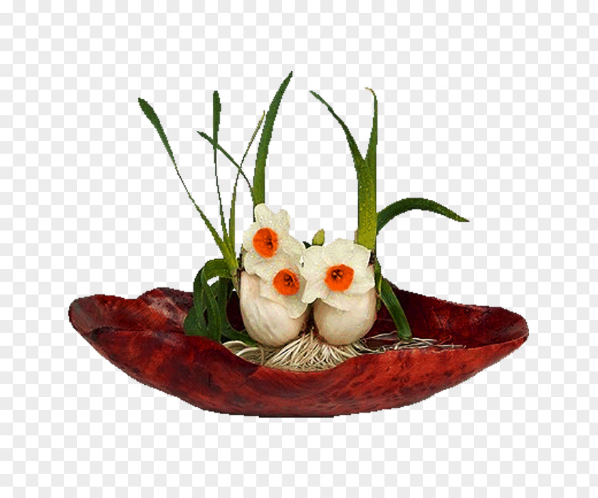 Plant Narcissus Tazetta Kim Su01a1n District Flowerpot Lunar New Year Bonsai PNG