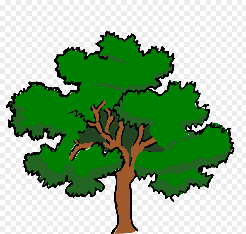 Tree White Oak Swamp Spanish Clip Art PNG