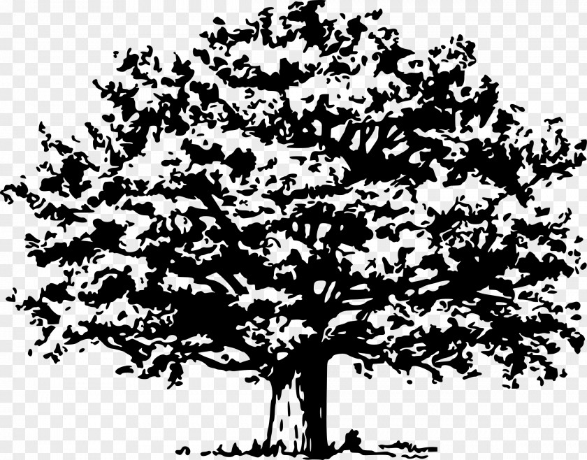 Arbol Tree Clip Art PNG