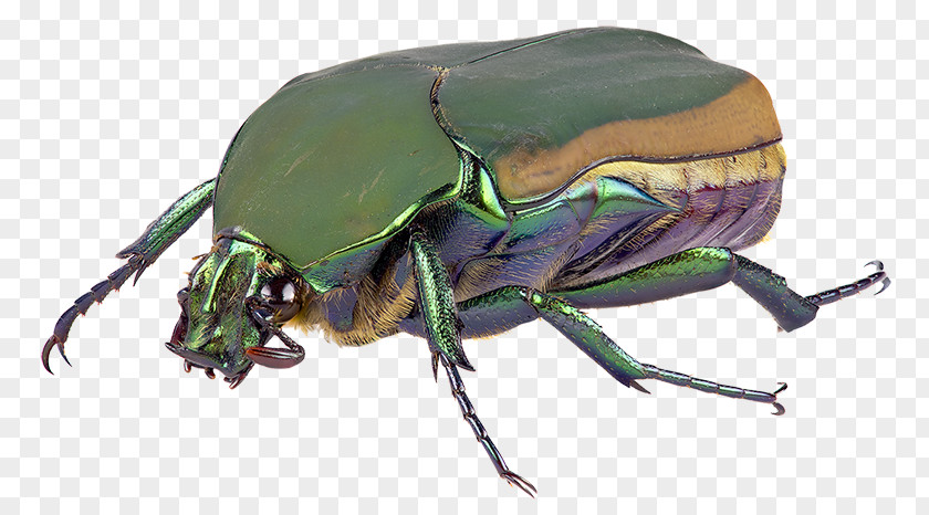 Beetle Identification Orange County Mosquito And Vector Control District Dung Scarabs PNG